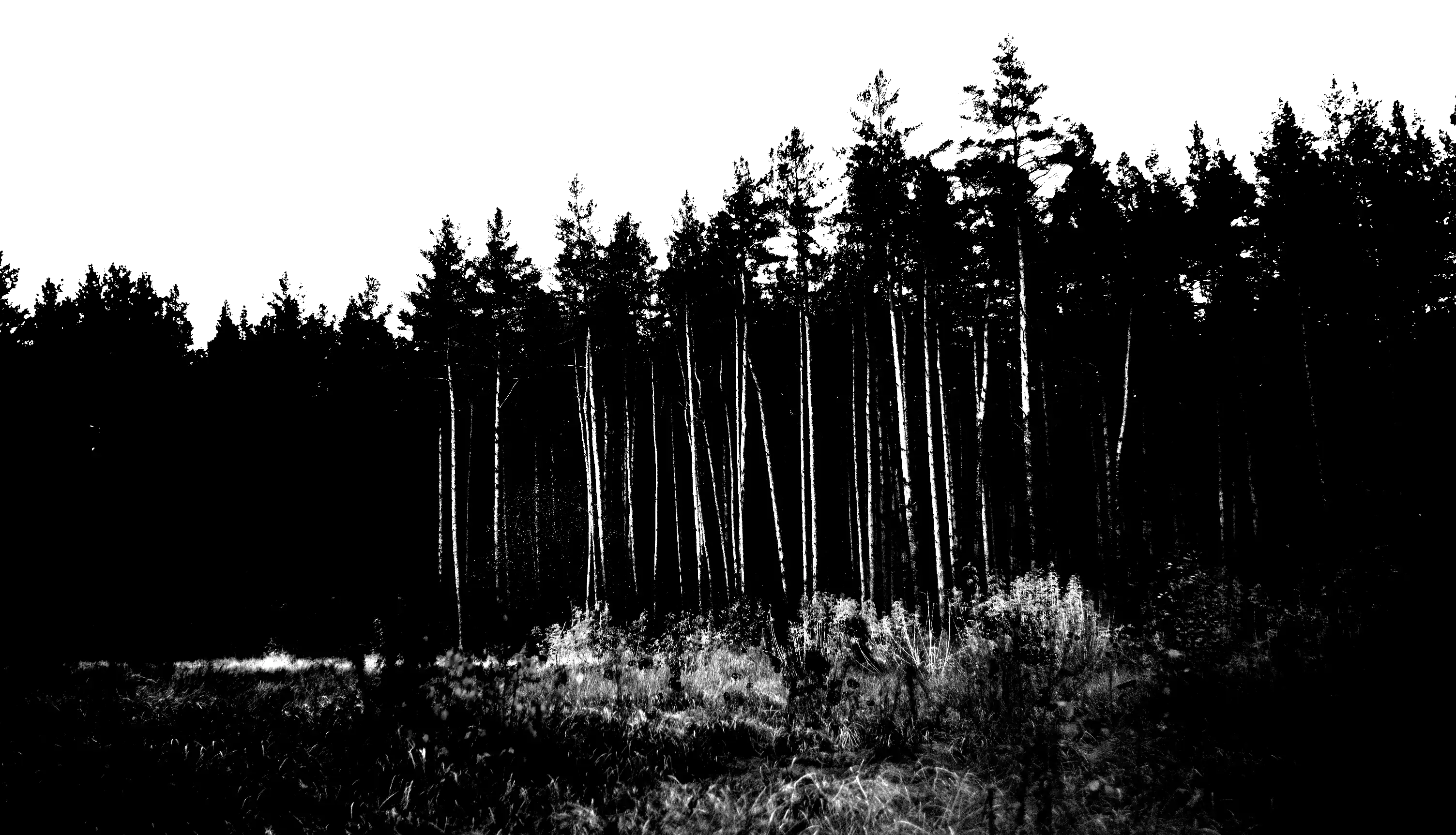 forest